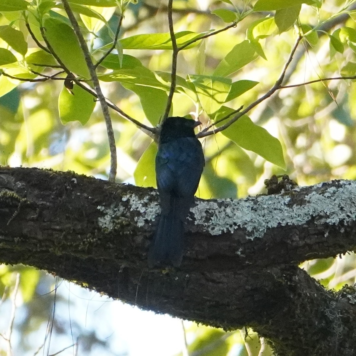 Lesser Racket-tailed Drongo (Dicrurus remifer), photo 1