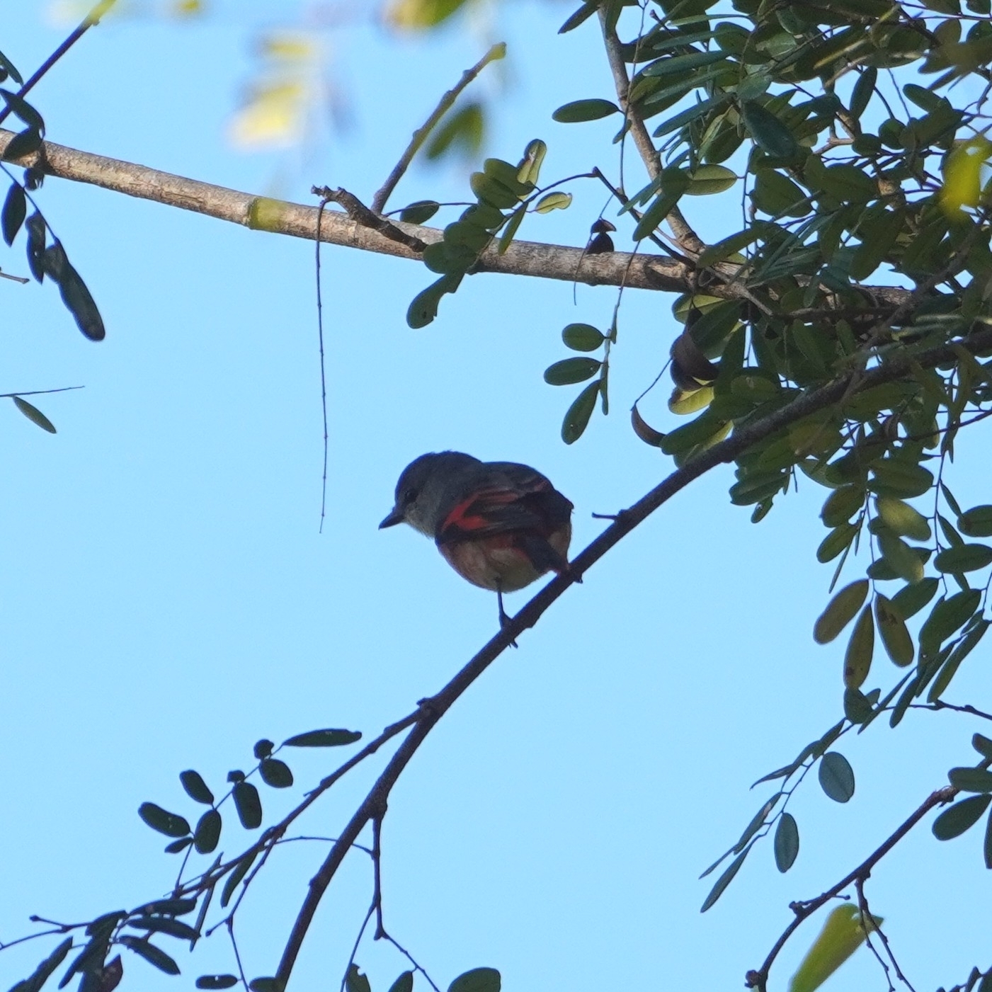 Rosy Minivet (Pericrocotus roseus), photo 2
