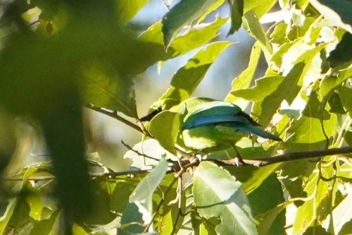 Blue-winged Leafbird (Chloropsis moluccensis), photo 2