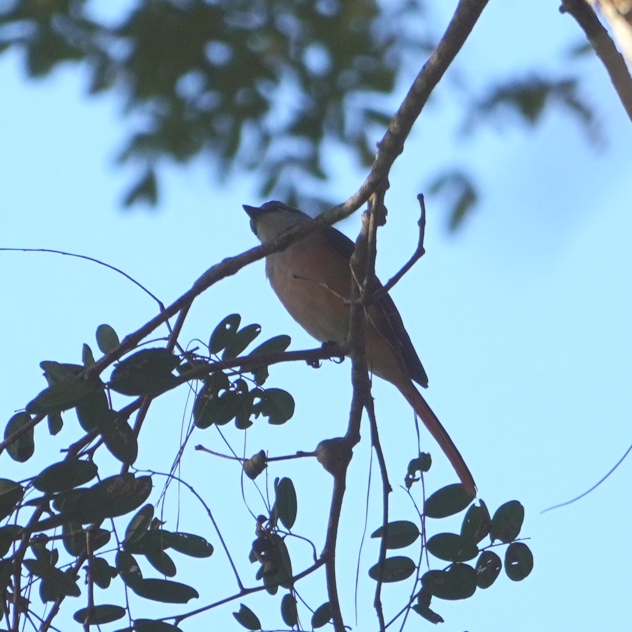 Rosy Minivet (Pericrocotus roseus), photo 1