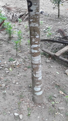 Aquilaria malaccensis