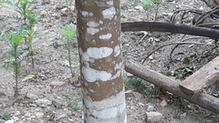 Aquilaria malaccensis
