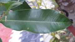 Aquilaria malaccensis