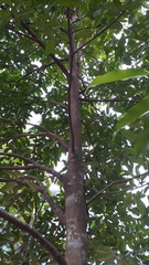 Aquilaria malaccensis