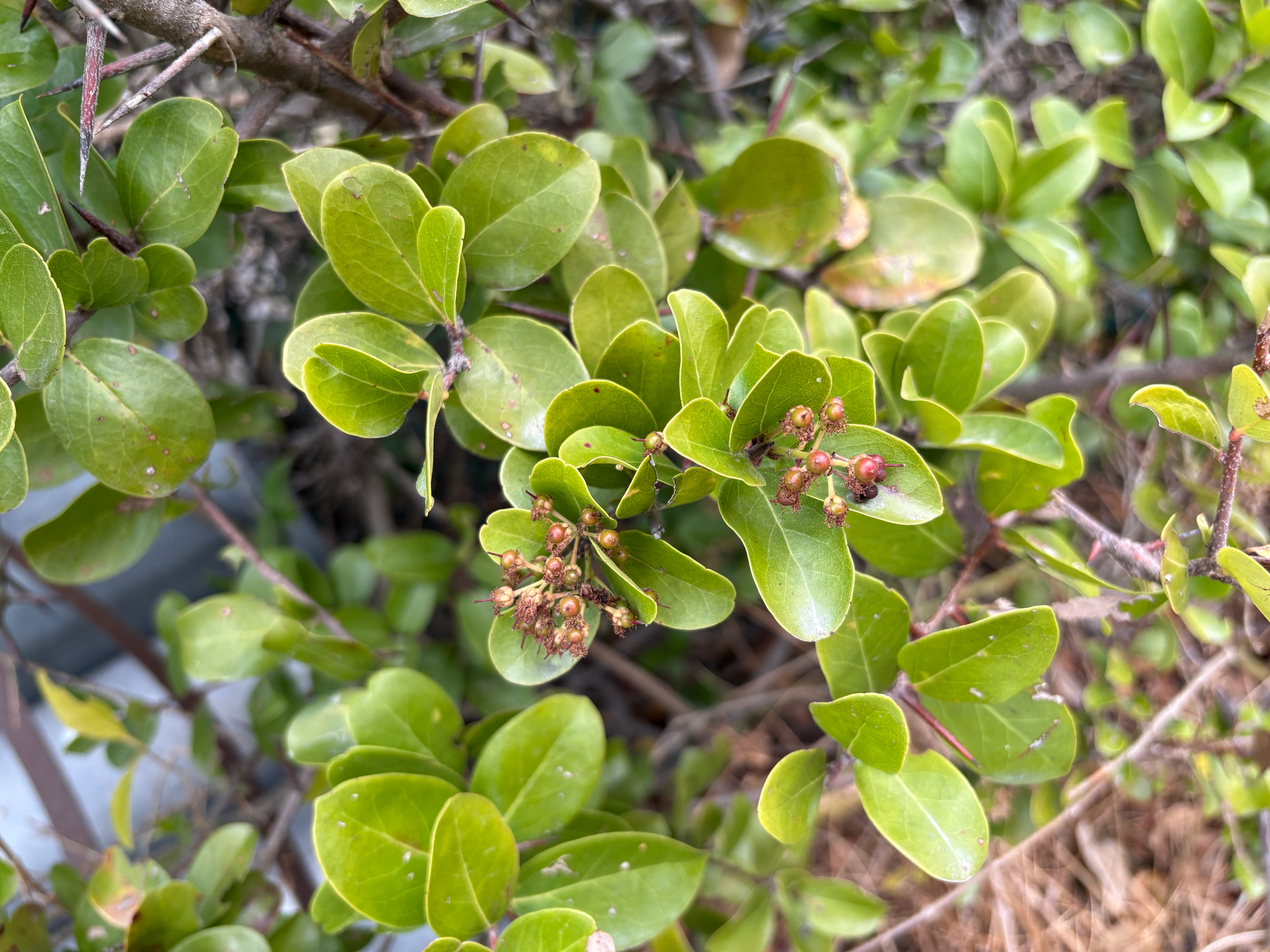 Scolopia chinensis