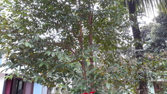 Aquilaria malaccensis