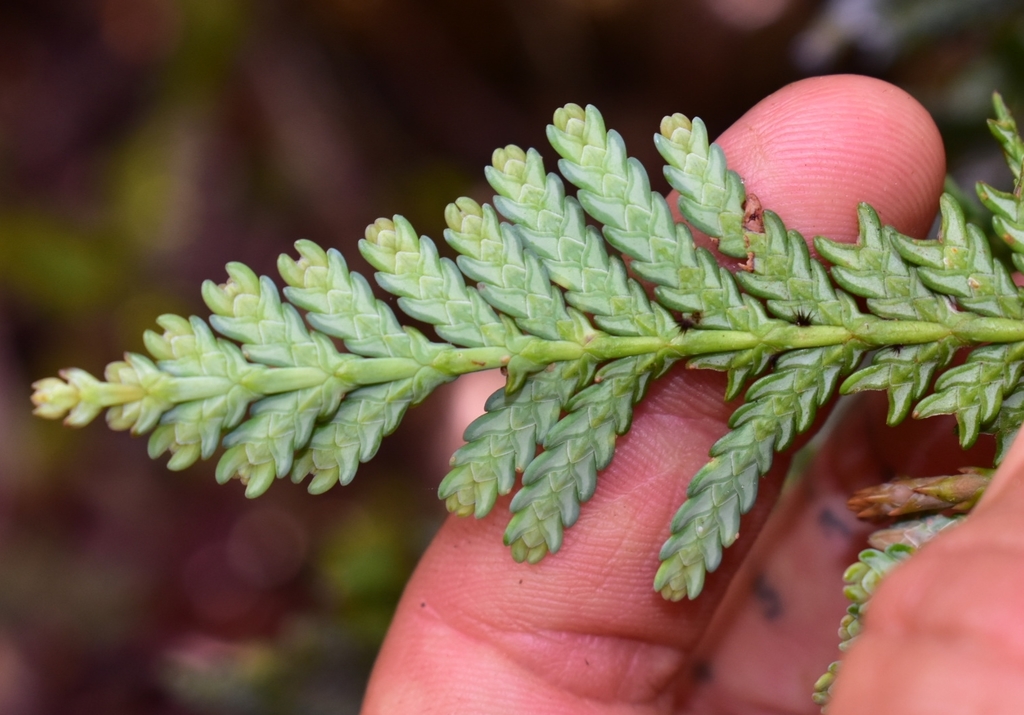 Libocedrus yateensis