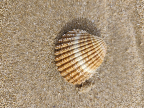 Acanthocardia tuberculata