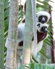 Propithecus coquereli