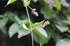 Banisteriopsis muricata