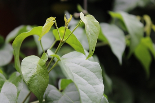 Banisteriopsis muricata, photograph 2