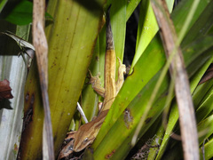 Toropuku inexpectatus