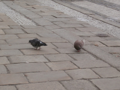 Columba livia domestica