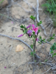Indigofera nigromontana