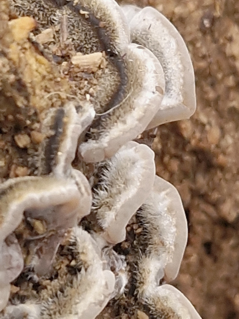 Auricularia mesenterica · January 2026 · photo: © cf125 (iNaturalist, cc-by)