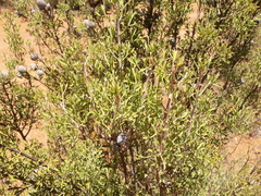 Isopogon