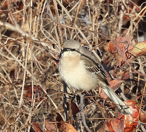 Northern Mockingbird