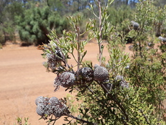 Isopogon