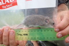 Saccostomus campestris