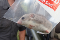 Saccostomus campestris