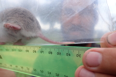 Saccostomus campestris