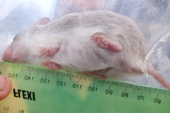 Saccostomus campestris