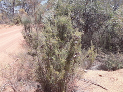 Isopogon