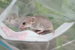 Saccostomus campestris