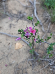 Indigofera nigromontana