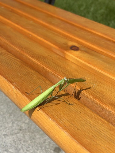 European Mantis