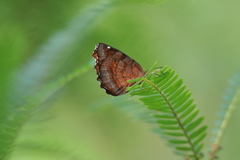 Ariadne ariadne alterna