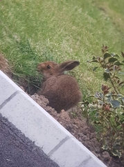 Lepus timidus hibernicus