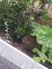 Lepus timidus hibernicus