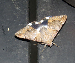 Achaea catella