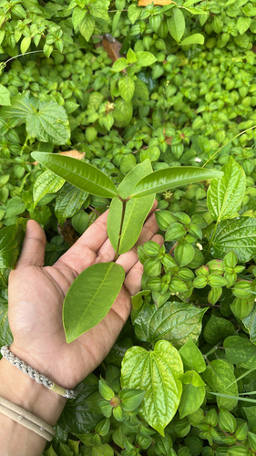 Syzygium grande observed 2026-01-20