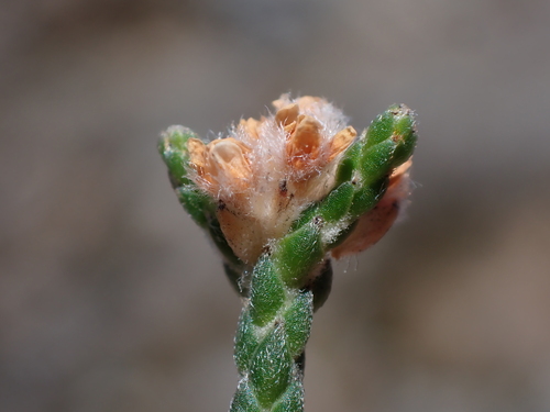 Brunia angulata (Brunia angulata)