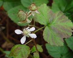 Rubus × loganobaccus