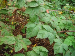 Rubus × loganobaccus