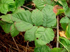 Rubus × loganobaccus