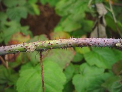 Rubus × loganobaccus