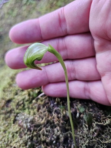Nodding Greenhood (Pterostylis nutans)