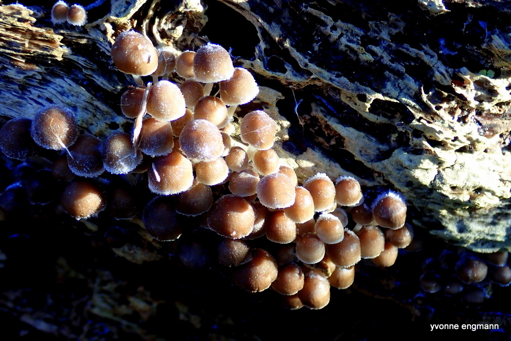 Mycena tintinnabulum