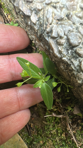 Leptopetalum biflorum observed 2026-01-20