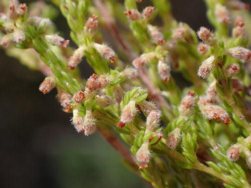 Microflower Heath (Erica urceolata)