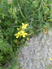 Brassiceae