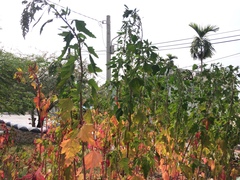 Chenopodium formosanum
