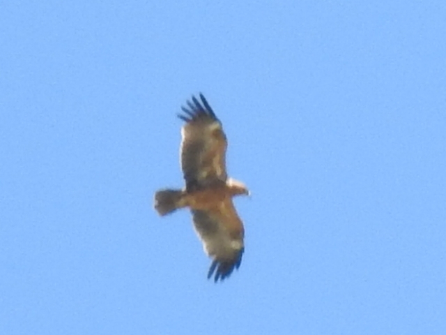 Tawny Eagle (Aquila rapax), photo 2