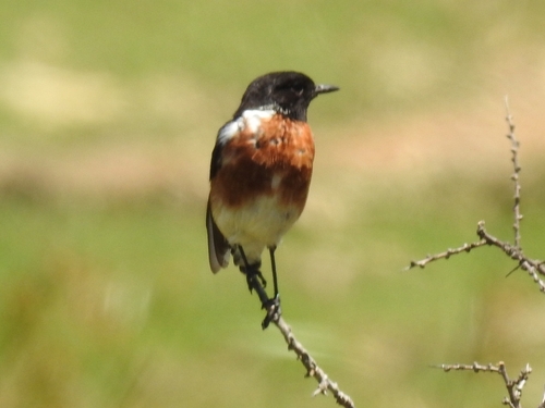 African Stonechat (Saxicola torquatus)