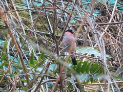 Pyrrhula pyrrhula griseiventris