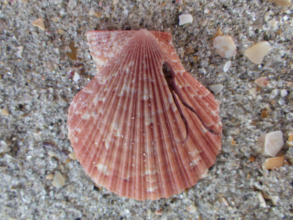 Talochlamys gemmulata